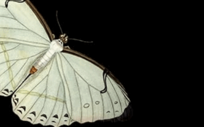 Now Available, Verseve Butterfly Anthology (Poetry)